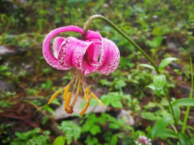 生物|杨向红镜头下的玉龙雪山奇花异草，见证了丽江生物多样性之美