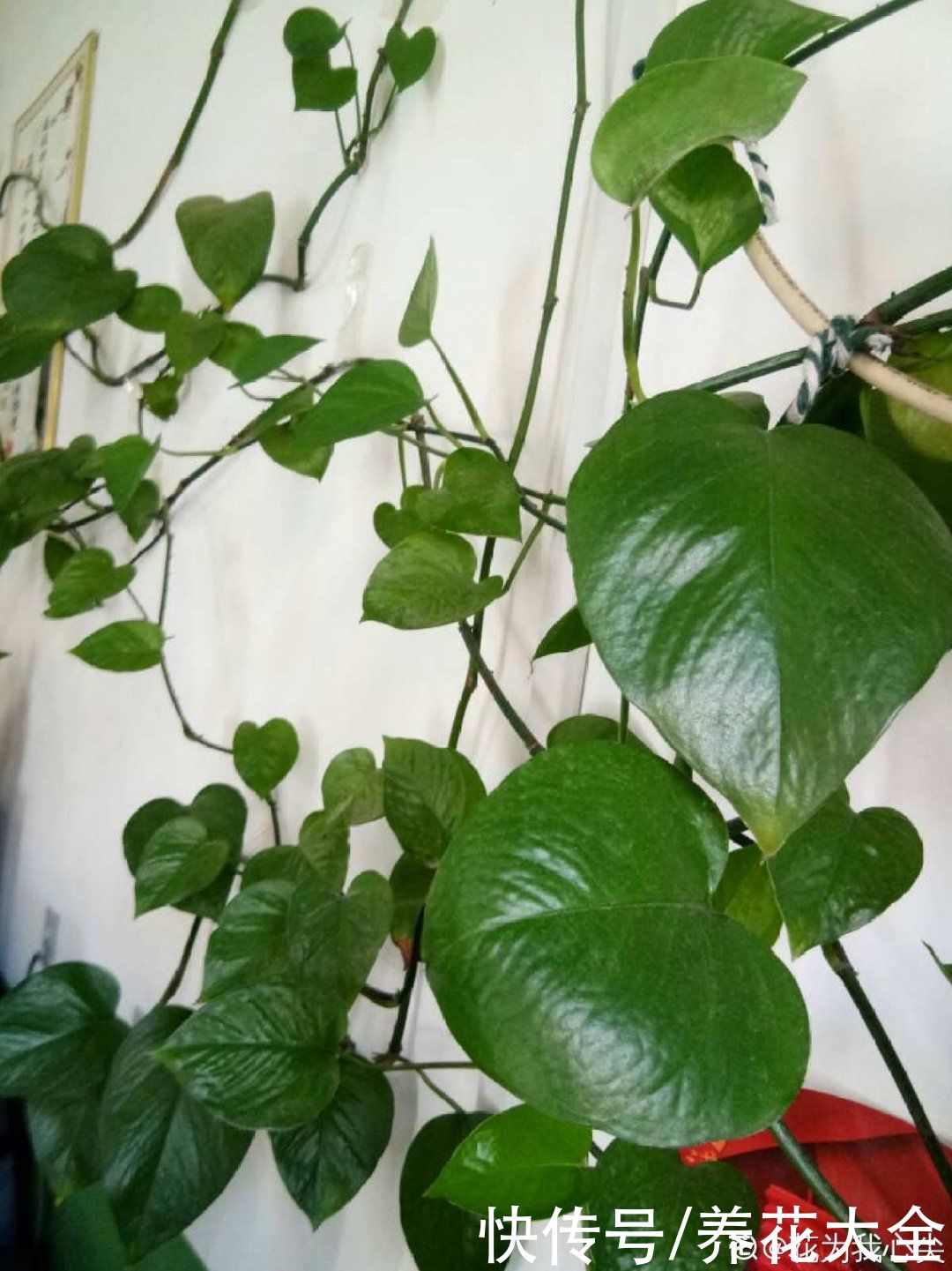 叶子|绿萝叶子“吐”水珠，恭喜你，养出了最佳状态