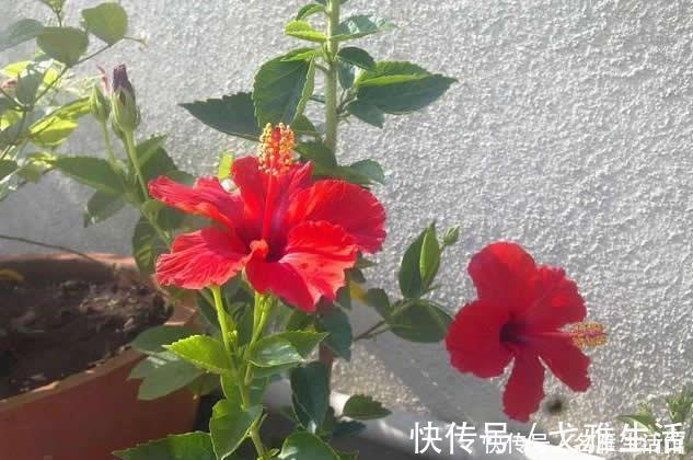 光照|这1种“花期”最长的植物,俗称“大红花”,花如拳头大,开300天