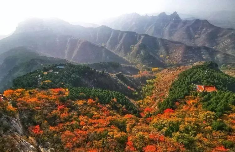 红叶|浓缩了秋日精华，独属于淄博的绚丽如画的山景！看一眼，惊艳一年