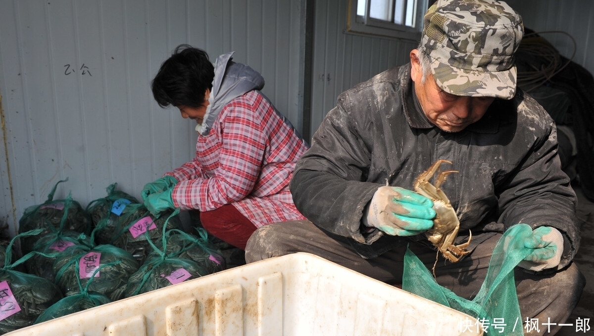 现一|大闸蟹之“殇”,曾卖80一斤,现一降再降,大闸蟹经历了什么?