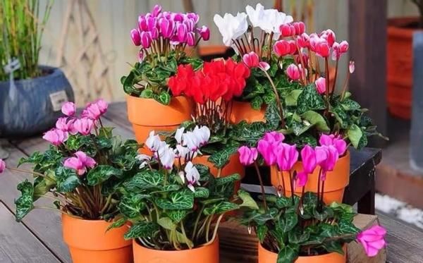 初春养花,把控住这3方面,可免植物被冻坏、被害虫蛰伤