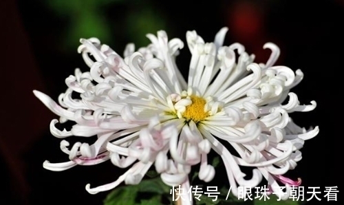 七律#吟菊七律九首:红尘何寄相思语,一缕幽香几度情