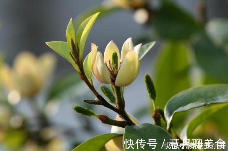 土壤|养这7种花,“醋”要经常浇,每月浇一碗,叶子绿油油
