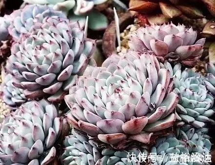多肉|这些多肉真的有毒,喜欢养花的你要当心,萌新涨姿势