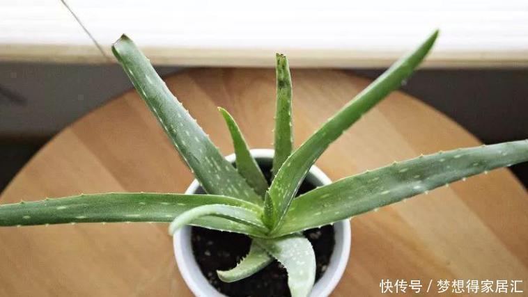 非洲菊|十种容易生长、净化室内空气效果很棒的盆栽绿植,对健康有好处