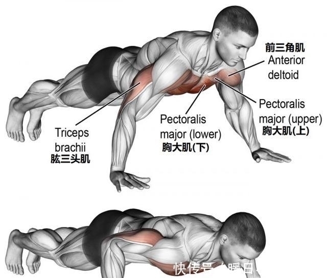 双杠臂|新手都在做俯卧撑,老手却拿双杠臂屈伸练胸,这两个动作差在哪