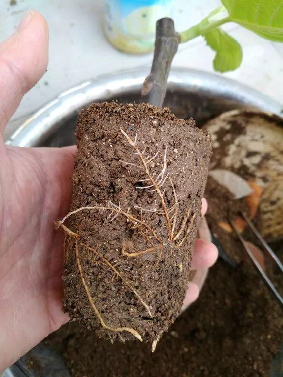 栽种|无花果、百香果可以在家种,2年养成大盆栽,一棵结果4、5斤