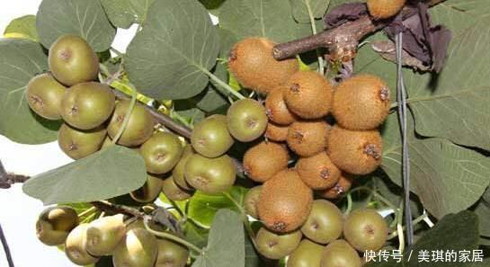此两种水果种阳台,一根枝条就能种,果子多的压弯枝,想吃就摘