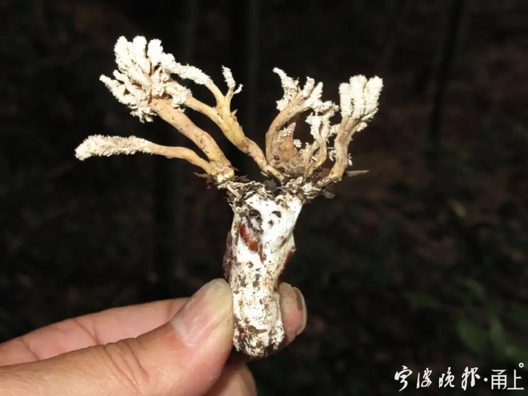 蘑菇|多人食用后中毒!医生:没有特效药,死亡率很高