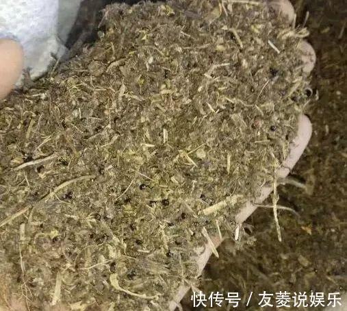 土壤|4种垃圾不会分类别担心,埋在花盆底,叶子绿得直滴油!