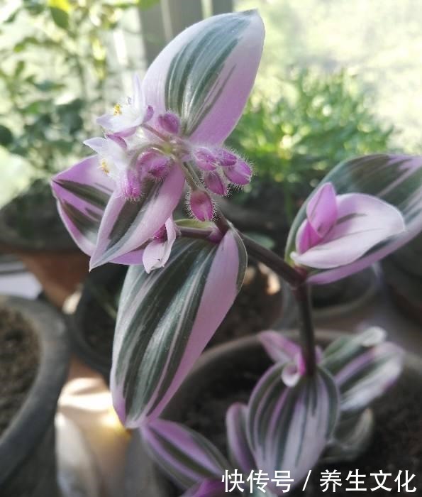 最近超火的两种吊兰,一个叫婚礼一个叫油画,叶子漂亮仙气飘飘!