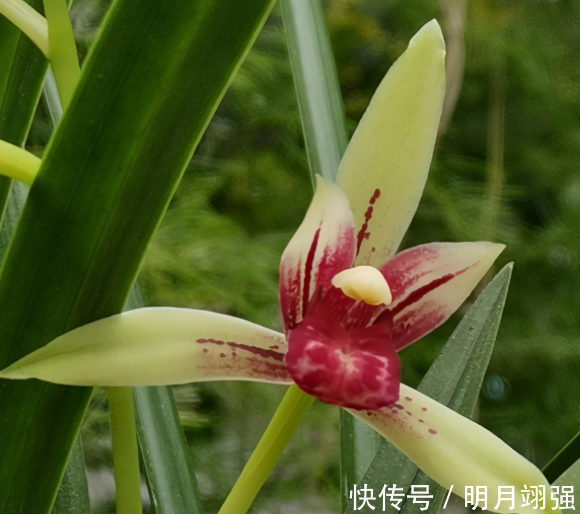 小国|兰花中好养的品种就属建兰了,那建兰今年的网红产品是哪个?