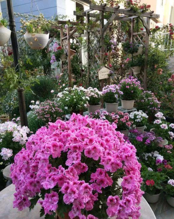 喜欢养花的朋友,几个臭毛病,出门变得贼溜溜,看你有没有