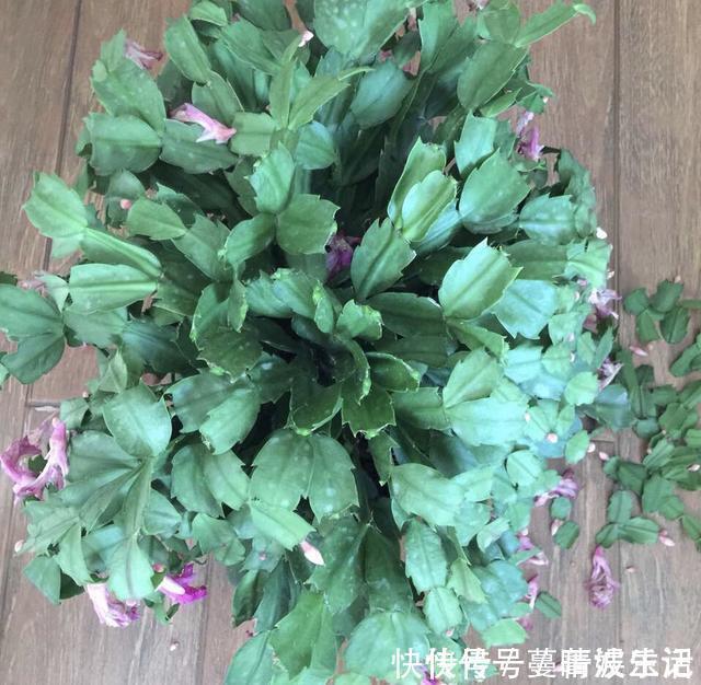 休眠期|蟹爪兰叶子“软塌塌”?教你做3步,嗖嗖冒新叶,入冬花朵爆盆