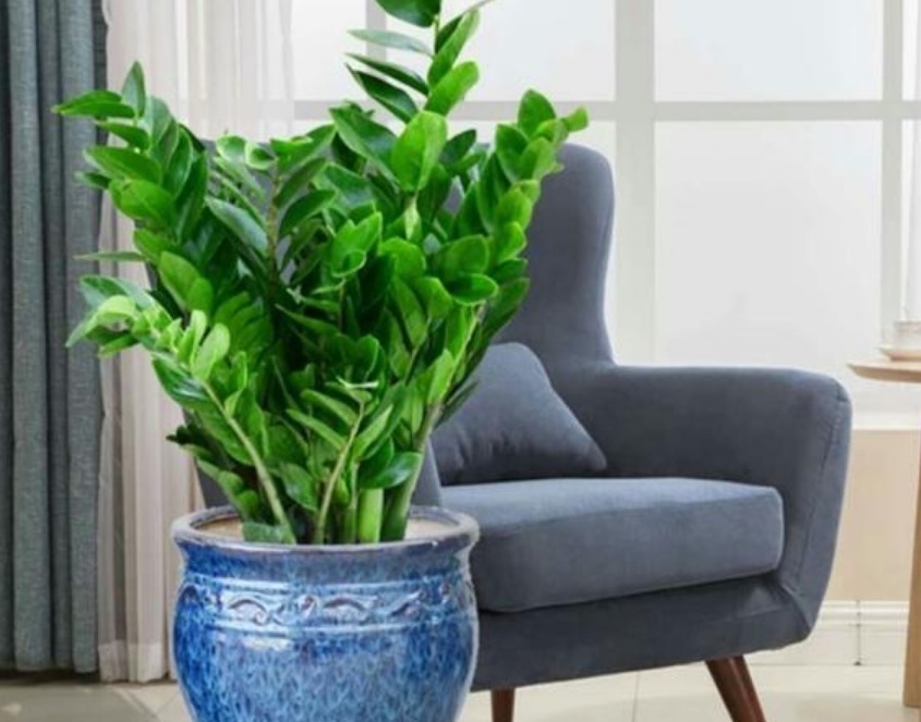 生根剂|3种花“快入盆”,插土里就活,10天生根,养在客厅漂亮又聚财!