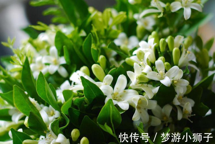 有钱人家霜降后，都养这几种绿植，花开富贵鸿运当头，还有益健康