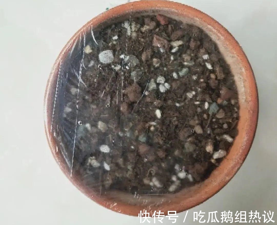 种花|9种花,夏天休眠了,一定少浇水,否则越浇越死