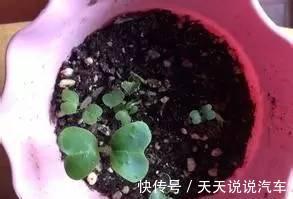 教你种植上海青,1月就爆盆,天天吃不完