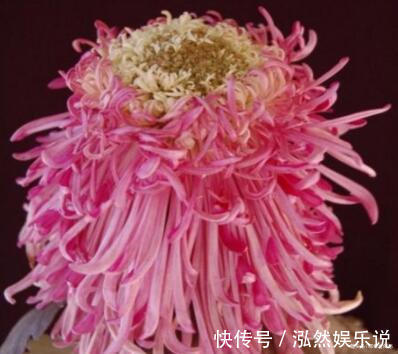 中心花|喜欢养菊,就养盆“菊中珍品”枫林夕照,似晚霞枫叶,百媚妖娆