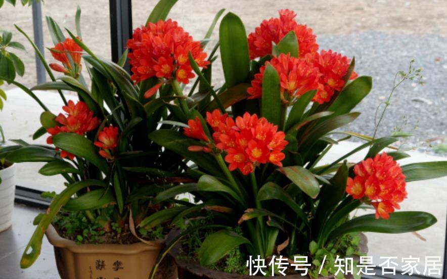 窍门|植物换盆有讲究!记住3个窍门,新手操作无需多担忧
