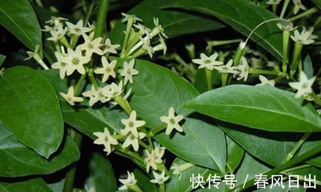 夜兰香|此花能驱蚊，管理比较简单，也容易开花