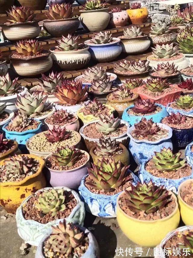 遇见,是一生!遇见多肉,是我的余生和全部!