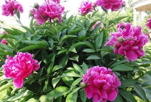 8种有害气体的“天然检测员”，好看又实用，养在家里是一宝