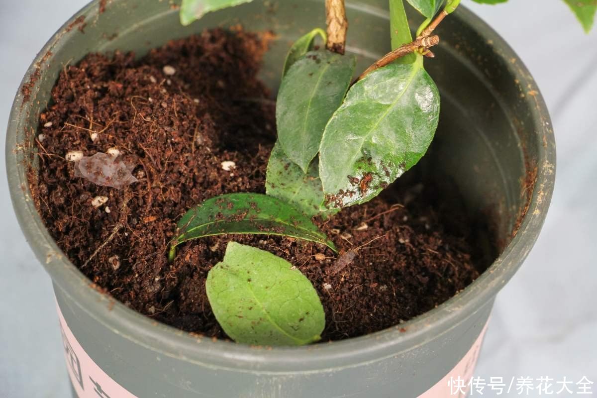 春天给植物换盆，要注意这4点，花卉才能越长越旺