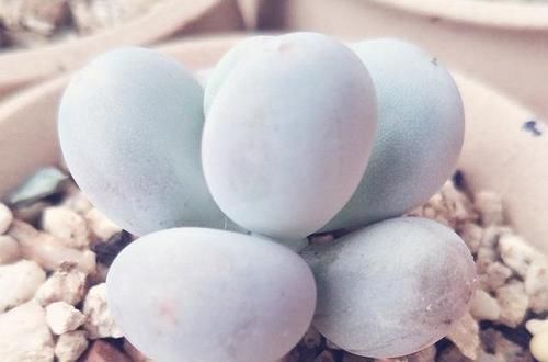 瓦盆|农村姑娘在院子里种多肉,选择多肉花盆经验分享:要好看也要实用