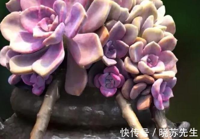 最爱多肉紫乐,好养殖易出状态,非常容易爆盆