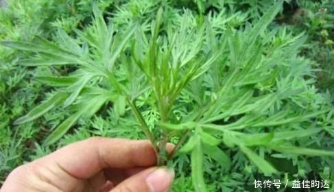 艾叶|农村路边一野菜，又称女性妇科病的“救命草”，值得一试
