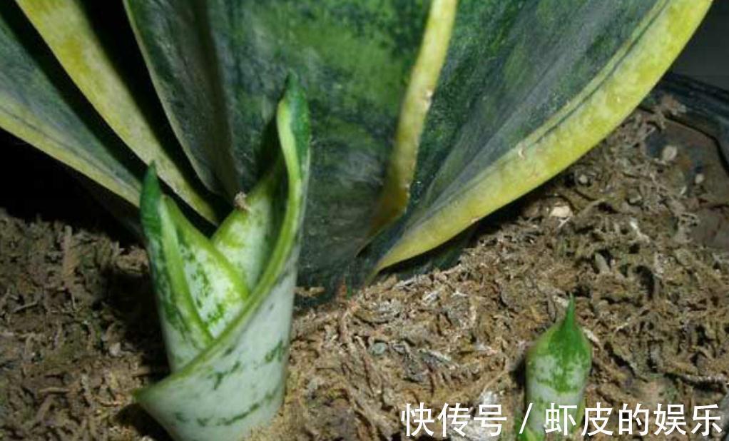 养虎皮兰，先了解它三喜三怕的习性，长势快，爆芽多