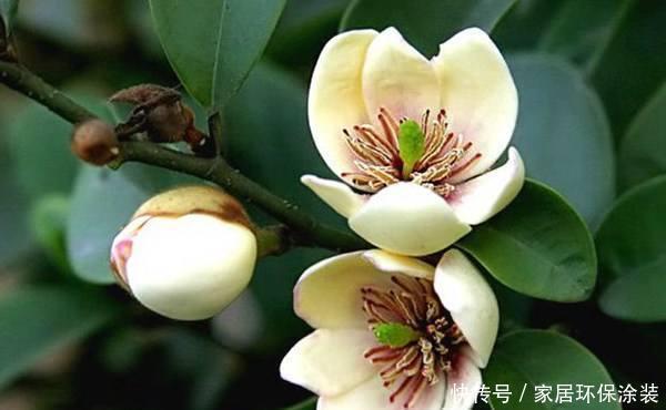 这花只开一半花,香味却能飘老远,养在家里闻花香