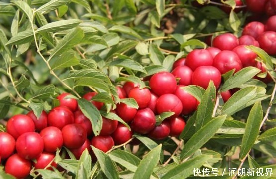 农村|农村常见的一种“高钙果”,钙含量竟居水果之首,有钱都难买到