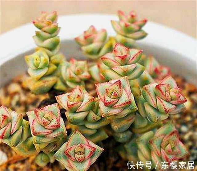 多肉中的“招财王子”,晒一晒就脸红,爆头简单,冬天照样蹭蹭长