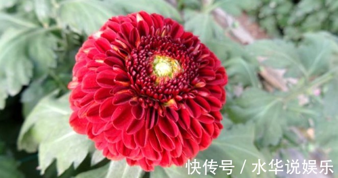 菊花展|喜欢菊花，不如养盆优良名菊‘乒乓菊’淡雅秀丽，清新之美！