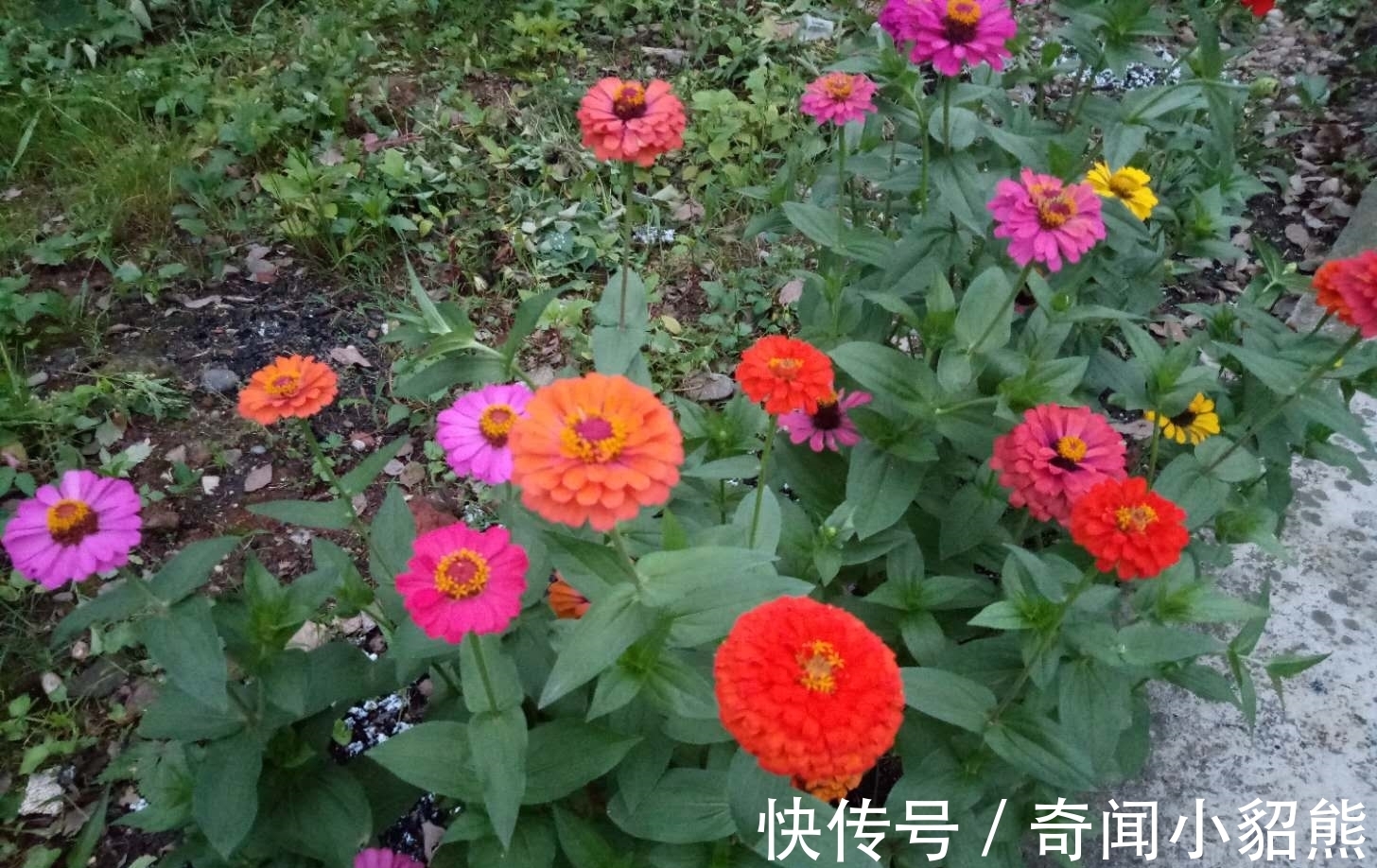 生命力|名字是草却是花，你认识这种植物吗？