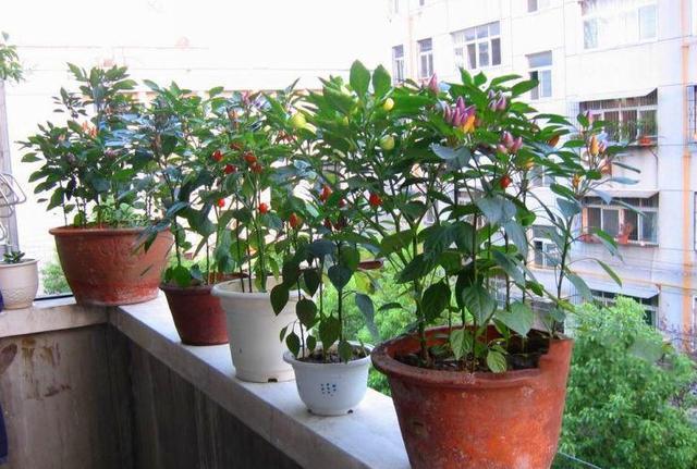 阳台的辣椒苗,只长叶子不结果,教你3招,爱结果吃不完