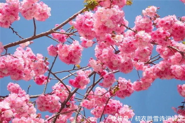 陆游!豪放派诗人词人,为什么大都钟爱海棠花,答案在陆游一句诗里