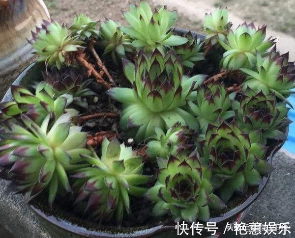 养观音莲，4个小技巧，侧芽不断冒，长出一大圈，一棵变多棵！