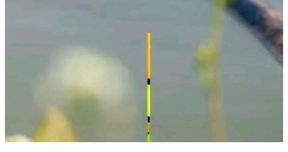 钓友|夏季钓鲤鱼，为啥总是小鲤鱼比较多？大鲤鱼为啥不吃钩？