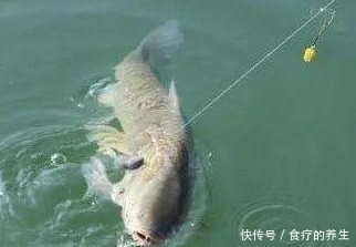 连声|钓友连声叫绝的秋季钓草鱼技巧!——盛世三渔