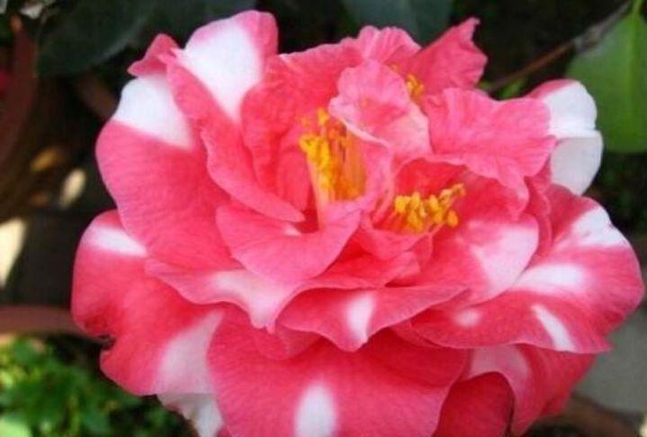 茶花|4种花是爆盆能手,好养易活,对待新手很友好