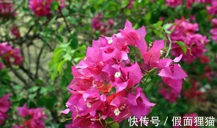 桃花运|1月份，桃花荡漾，撞上真情，姻缘到手，收获意外幸福的4大生肖