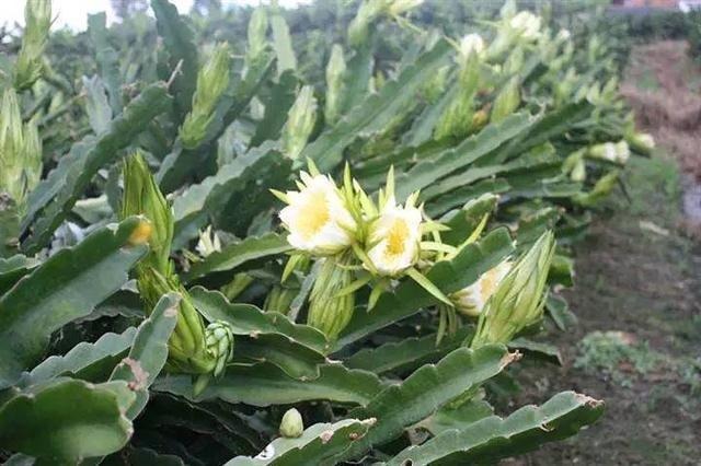 促进|很有营养的3种食物,美容养颜、延缓衰老,好吃又健康!