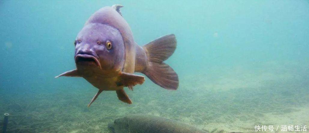 钓鱼|钓鱼必须鱼钩必须躺底打破传统方式,钓底钓浮都上鱼