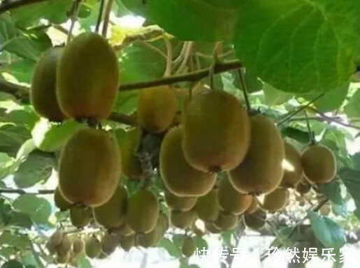 全家|好吃的“猕猴桃”别买了,在家种一棵,果子挂满树,全家人都够吃
