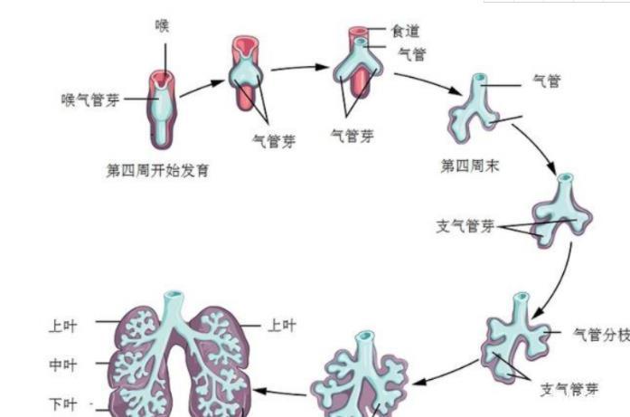 羊水|未出生的宝宝,泡在妈妈的子宫羊水里,为什么不会淹死?