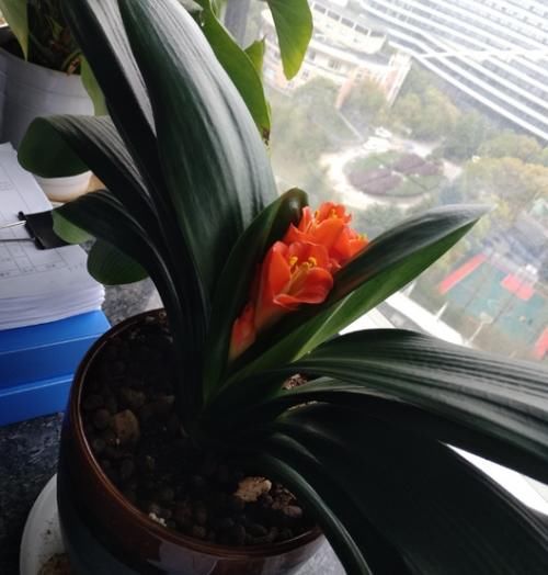 一般君子兰不开花，是因为没达到哪些“要求”？